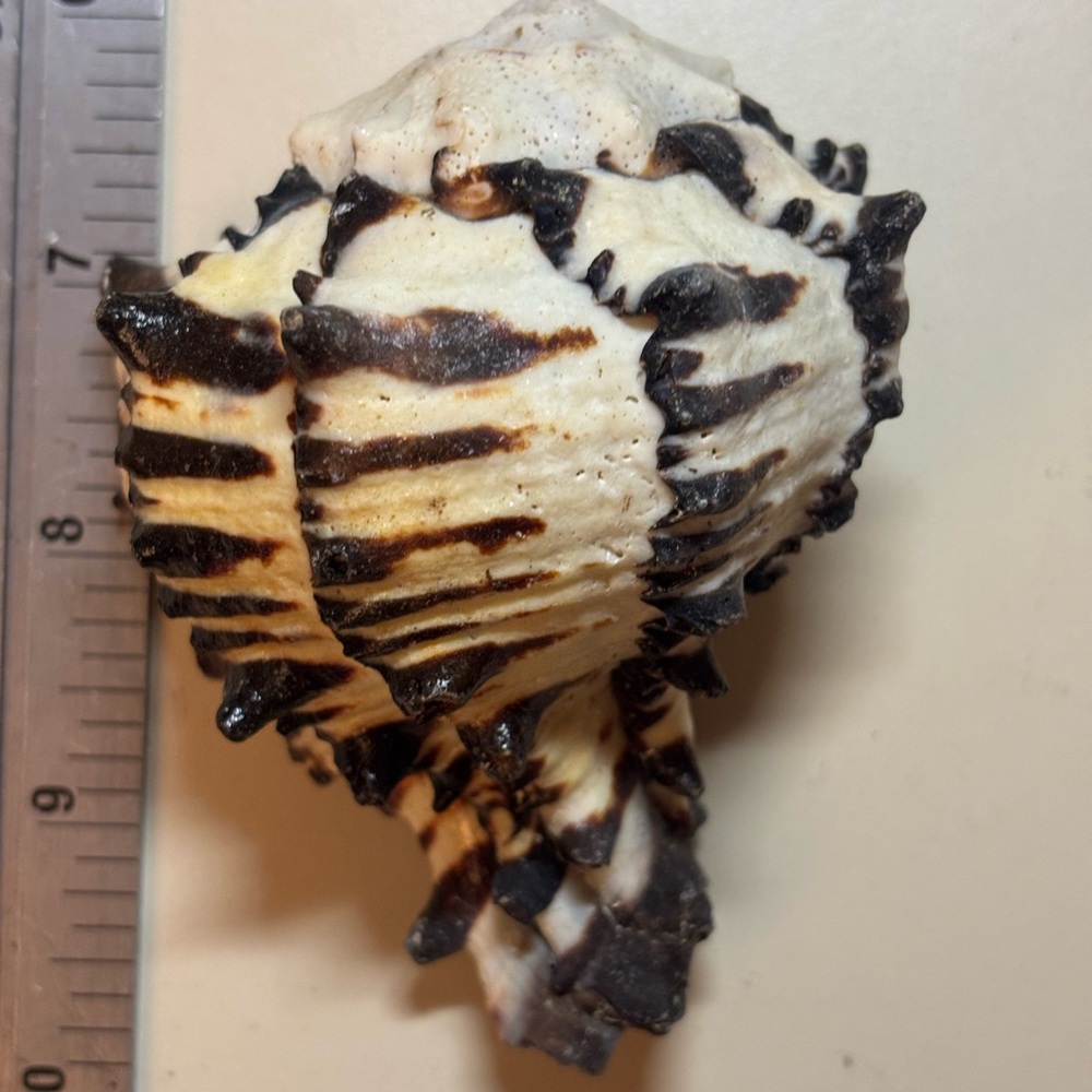 REAL! Unique Black and Cream Murex Seashell